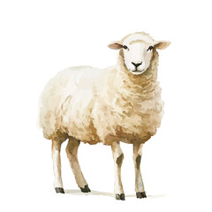 Beautiful sheep painting design set Hand-painted style, vectorized, vector set available in EPS, Simple Hand-painted watercolor style