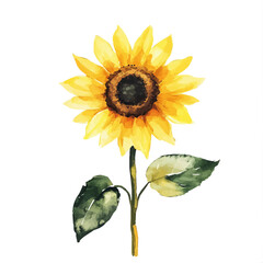 Beautiful sunflower painting design set Hand-painted style, vectorized, vector set available in EPS, Simple Hand-painted watercolor style © Zizak