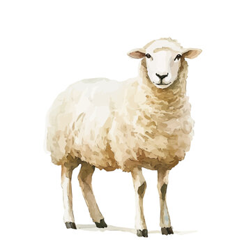 Beautiful sheep painting design set Hand-painted style, vectorized, vector set available in EPS, Simple Hand-painted watercolor style