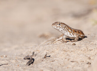 Lagartija patagónica retrato