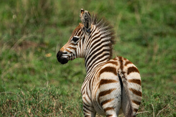 Fototapeta premium Rear view portrait of a young zebra foal in the grass