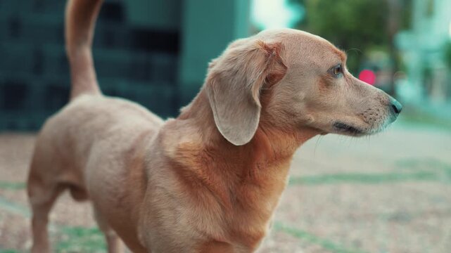 Portrait of a curious light brown mixed-breed dog outdoors