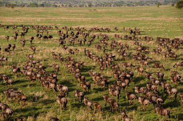Massive herd of wildebeests migrating across the open plains © Janica