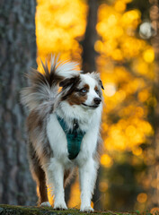Red merle, mini australian shepherd standing in the woods with golden leaves in the background