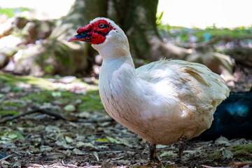 Pato-do-mato doméstico (Cairina moschata) branco com carúnculas vermelhas em perfil dianteiro