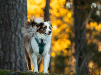 Fototapeta premium Red merle miniature american shepherd in a forest, with golden light on autumn leaves in the background
