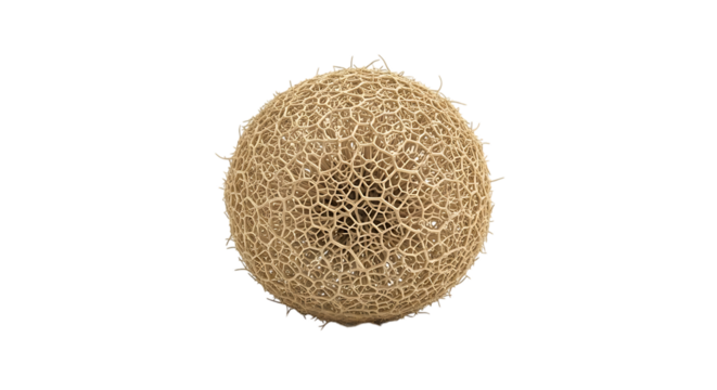 Pollen Grain, close up of microscopic with intricate reticulate surface and spiky protrusions, isolated on white or transparent background. PNG