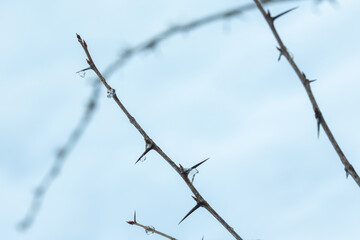 A dry gooseberry branch with icy drops