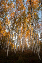 A birch forest with autumn foliage, seen near stockholm, Sweden