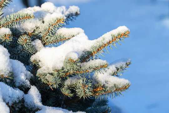 Closeup of snow resting on blue spruce branches. A serene winter scene