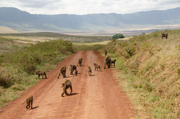 Troop of olive baboons walking down a dirt road
