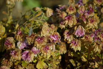 Autumn flowers wilt from the first frost. petals wilt from cold weather and rain. water drops drip off the petals