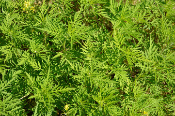 Dense thickets of young ragweed bushes, a dangerous plant that causes allergies, asthma, and other respiratory ailments.