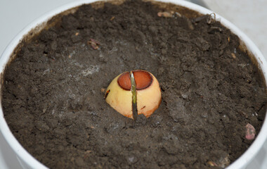 Sprouted avocado pit. Growing avocados in a pot. A young fresh avocado sprout with leaves grows from a seed in a pot. Sprout an avocado seed