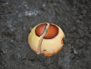 The sprouted avocado seed is planted in the ground. The seed lies in the ground and a sprout of a future tree has emerged from it. caring for the environment. growing exotic trees