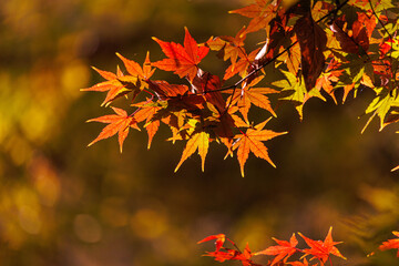 日差しを浴びて色づく紅葉