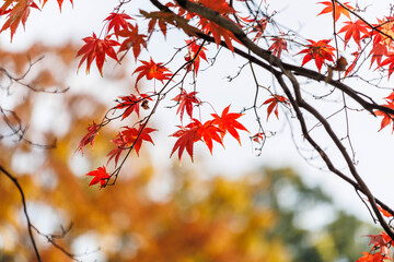 日差しを浴びて真っ赤に色づく紅葉