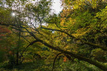 日差しを浴びて黄色く色づく木々
