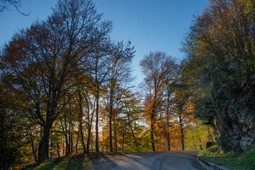 Road in the woods with autumn colors at sunset