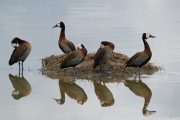 White-faced Whistling Ducks standing on a mound in water