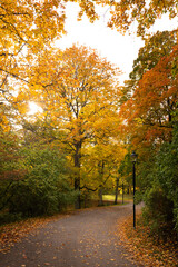 Path in an urban park in stockholm, lined by trees in the fall