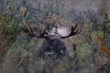 moose