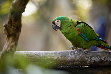 Military macaw close portrait perched looking forward sharp feathers and beak blurred light background with soft wooden branch natural exotic wildlife moment.