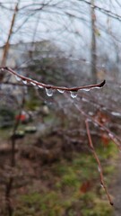 Close-up of branch with icicles, set against blurred park background. Winter scenes, nature photography, and cold weather themes. Beauty of winter and delicate details of nature in frosty landscape