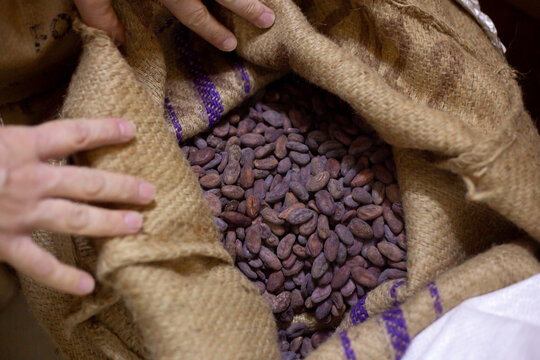 A bag of cocoa beans. Cocoa beans for chocolate. High quality photo