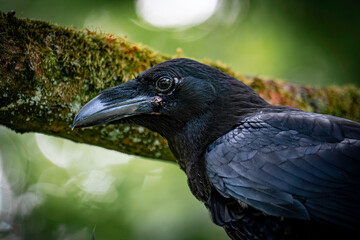Kruk zwyczajny ( Corvus corax )