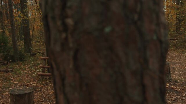 Young muscular man training in glade in autumn forest and does squats. Zoom in. High intensity interval training Tabata. HIIT. Calisthenics. Bodyweight exercises