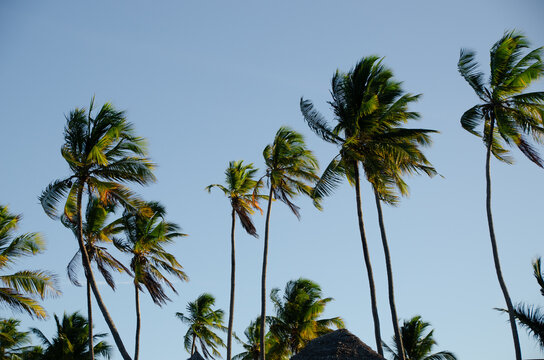 Tall coconut palm trees blowing in the wind against blue sky