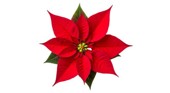 A vibrant red poinsettia flower with green leaves on a black background background transparent