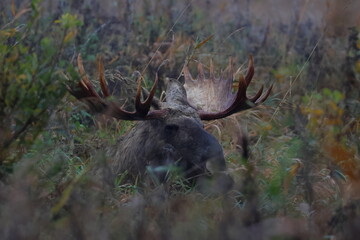 moose