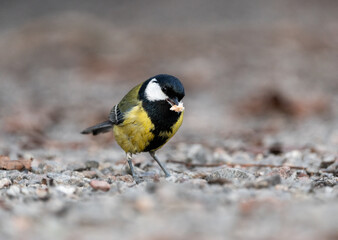 Great tit (Parus major) standing on the ground with a crumb in its beak, after raiding a picnic area in Stockholm, Sweden