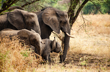 Elephant family seeking shade under trees in savanna © Janica