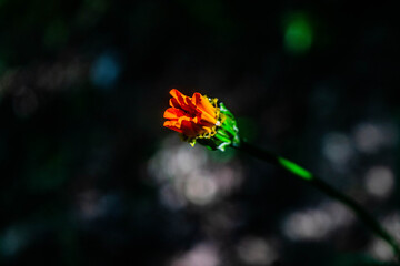 Orange flower