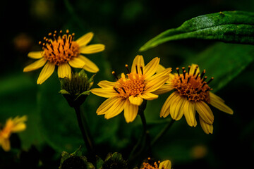Yellow flower