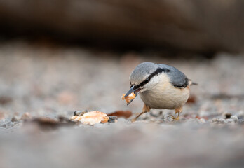 Eurasian Nuthatch (Sitta europaea) Foraging for Picnic Crumbs in a Stockholm Park