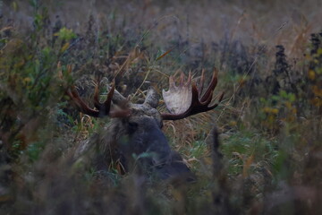 moose