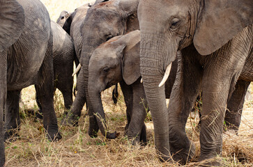 Close-up of elephant family © Janica