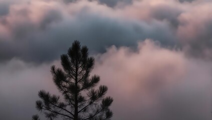Fototapeta premium A solitary pine tree stands tall above a sea of swirling clouds