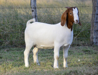Beautiful female Boer goat on the farm. The Boer breed is a goat originating from South Africa,...
