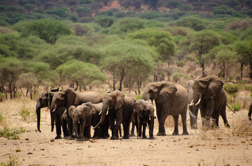 Obraz premium Large herd of African elephants in the wild bushland