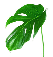 Tropical palm leaf - fresh monstera leaf isolated on a white background. Monstera Deliciosa. Swiss Cheese Plant leaf. © domnitsky