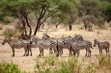 Obraz premium Group of zebras standing in the dry African savannah