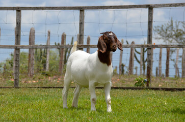 Beautiful female Boer goat on the farm. The Boer breed is a goat originating from South Africa,...
