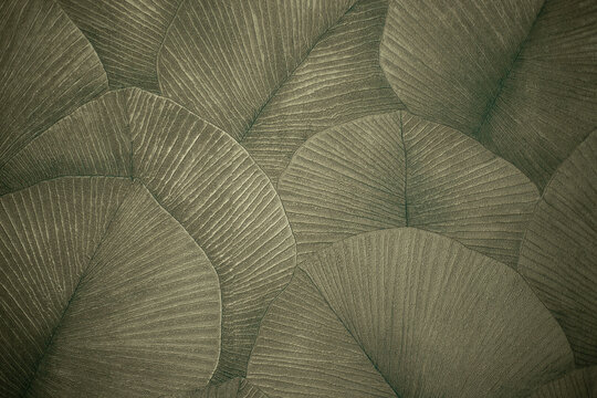 abstract background of a leaf