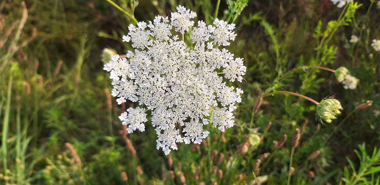 Close-up of the daucus or visnaga plant blooms with white flowers in a clearing. Panorama.