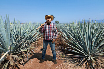 Landscape of agave plants to produce tequila